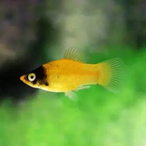 열대어 범블비 플래티 3마리