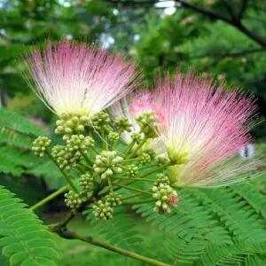 자귀나무 실생2년 특묘 A급 세개묶음 DR517