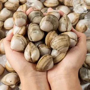 국내산 고창 동죽 조개 3kg