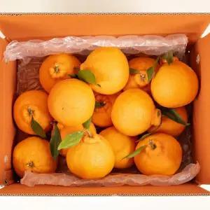 제주 하우스 한라봉 5kg 못난이 실속형 맛있는 한라봉