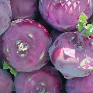 [제주직송] 아삭달달 콜라비 로얄과 10kg