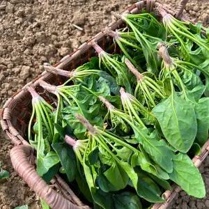 26년 무안황토밭 시금치 2kg