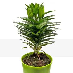 나리 백합 리리움 호피백합 꽃봉오리 구근식물 개화식물 화분