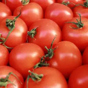 20년 장인 무농약 완숙 토마토 국내산 당일수확 3kg