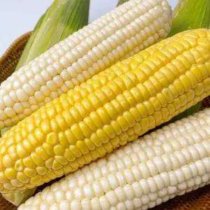 생옥수수 찰옥수수 햇옥수수 10개 특품 간식