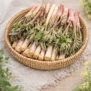 봄 제철 향 진한 땅두릅 아삭한 두릅나물 1kg