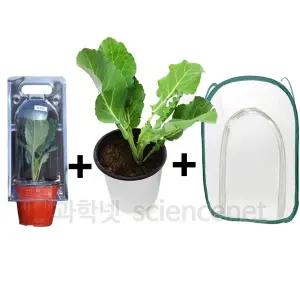 (4월입고예정/순차발송) 배추흰나비 (특대형) (1세트) /나비키우기 알화분 먹이식물 사육망