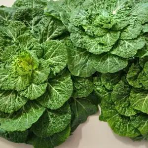 진도 봄동 2kg 국내산 아삭한 제철채소