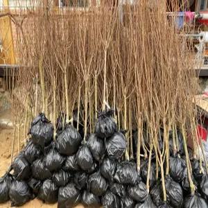 (경기농원)자두나무 묘목 3년생 4년생 결실주 왕자두 로얄대석 추희