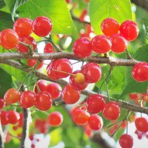 앵두나무 묘목 왕앵두나무 3년생 결실주