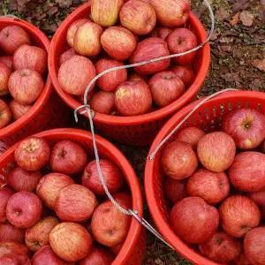 청도 가정용 부사사과 4kg 20-23과내외