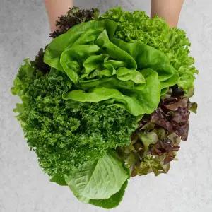 무농약 당일수확 유러피안 쌈채소 1kg 3-6종(버터헤드미니로메인이자벨프릴아이스카이피라크리스탈 랜덤발송)