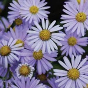 야생화 꽃씨 씨앗 파종 정원용 다년생 쑥부쟁이