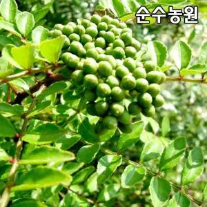 초피나무 묘목 실생3년 뿌리묘(특) 3개/특용수/약용수