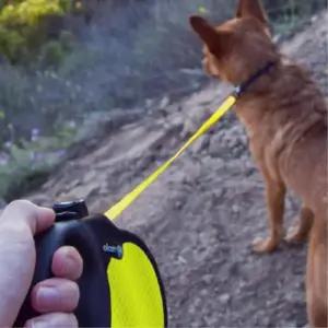 [마이모노샵][마이모노샵] 애견 야간 외출 산책 반사 야광 스티치 안전 자동줄 L 펫 (16972426)