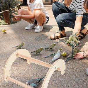 천연 나무 닭 놀이대 암탉 앉는 곳 사다리 앵무새 야외 새 은신처