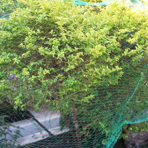 다양한 크기의 녹색 메쉬 새 방지망 정원 식물 과일 채소 작물 보호망 연못 수영장 덮개 스판 펜싱