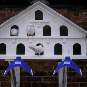 V비둘기 새 애완 동물 농어 장비 경주 스탠드  Perches