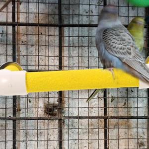 1세트 앵무새 페치 PVC 새 스탠드 막대 파라케트 마카오 새장 호환 액세서리 등반용 호환 대