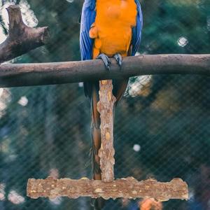 1세트 고강도 목재 새 앉는 장소 앵무새와 작은 새  발 받침대 모험 놀이터 케이지 장식 필수품