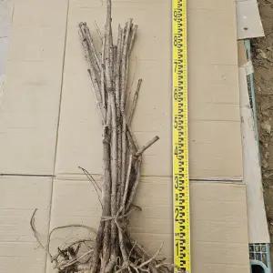 참두릅 나무 2년생 묘목 20주