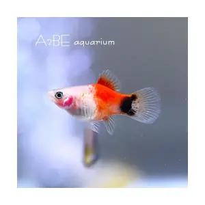 [에이투비]레드앤화이트 미키마우스 플래티 / 2cm 전후 / 5마리