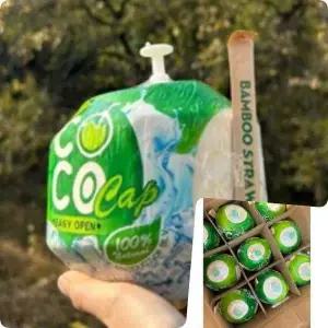 영코코넛 B1A0Z1A4 9개