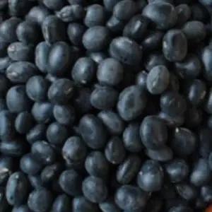 국산 B1A5B3D1 서리태콩 곡물 콩 씨 종자 품종 식물 씨앗 600g