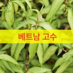 울타리 지지대 장미 철제 화단