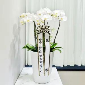 장례식장 근조 서양란(화이트)MTFB102