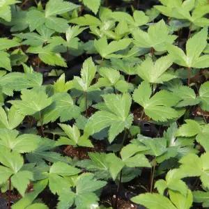 일당귀모종 10개 (트레이 10구) 왜당귀모종