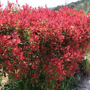 홍가시나무 2년생 10개 레드로빈 포트묘 생울타리 정원수 상록수