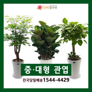 관엽/공기정화/화분/개업 꽃배달/꽃집/화원