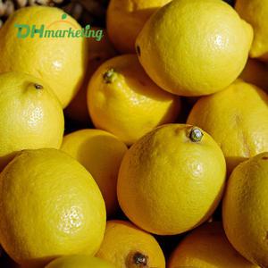 미국산 칠레산 정품 팬시 레몬 30과 (2개사면 5입 추가)