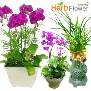 황금세일동양란 서양난 철골 호접란 승진 개업꽃배달