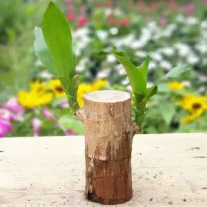 [장미농원]토막행운목