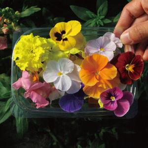 식용꽃 먹는 꽃 혼합 30송이 100송이