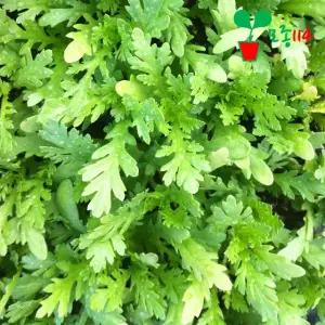 쑥갓 모종 (6개)~ 베란다 텃밭 시장 씨앗 채소 묘종