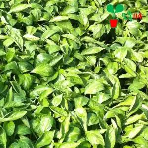 빨강 파프리카 모종 (1개)~ 묘목 텃밭 시장 씨앗 채소