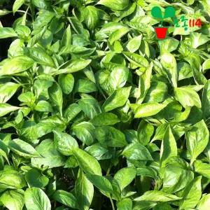 노랑 파프리카 모종 (1개)~ 묘목 채소 텃밭 시장 씨앗