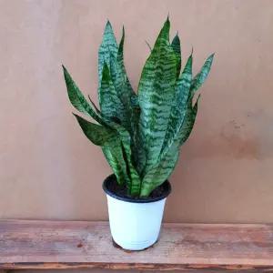 [소나무길 ] 빵빵한 타이거 산세베리아 120