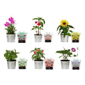 바질 방울토마토 나팔꽃 패랭이꽃 봉선화 해바라기 키우기 씨앗 심기 재배 기르기 집에서 화분 키트 세트