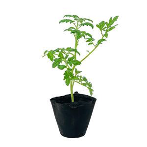 [장미농원] 방울토마토 모종