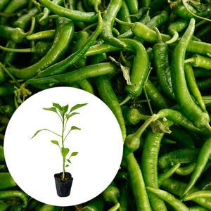 [장미농원] 일반고추 모종