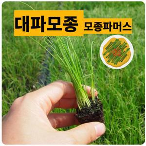 (모종파머스)대파모종 40포기 텃밭 쌈채소 기르기