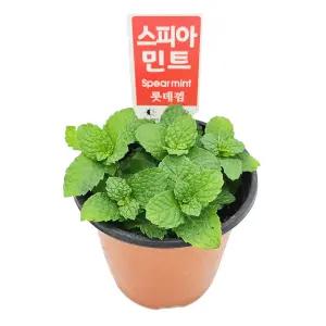 꽃집아가씨 미니화분 스피아민트 허브 3개 묶음판매 10cm모종