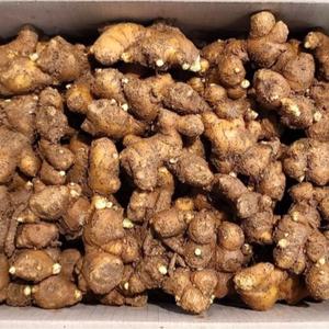 종자생강 5kg 국내산 태안 재래종 종자용 씨생강