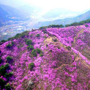 [인천] 연분홍 물결! 강화 고려산 진달래꽃 트래킹 당일