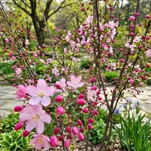 서부해당화 수사해당화나무 접목1년 묘목 특묘 봄꽃 정원조경수 겹꽃 개화주 노지월동 (목하원예조경)