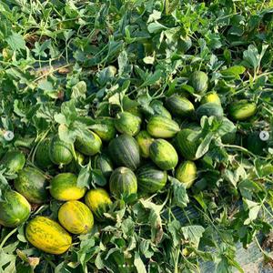 경북고령 고당도 개구리참외 파파야메론 2kg 3kg 5kg